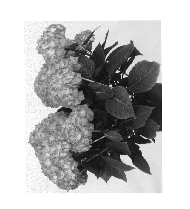 Figure 1 of US plant patent PP27134, the photograph of Saxreb13 printed in the patent.