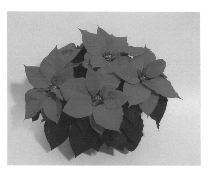 Figure 1 of US plant patent PP27135, the photograph of NPCW14221 printed in the patent.