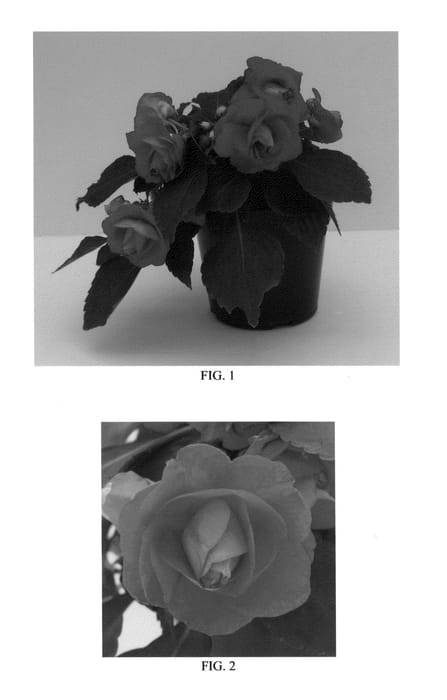 Figure 1 of US plant patent PP27136, the photograph of Balbonicher printed in the patent.