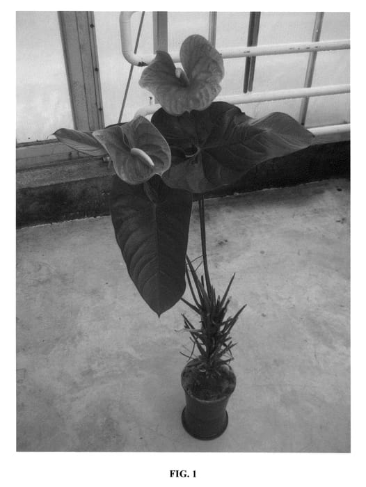 Figure 1 of US plant patent PP27137, the photograph of ANTHINFAM printed in the patent.