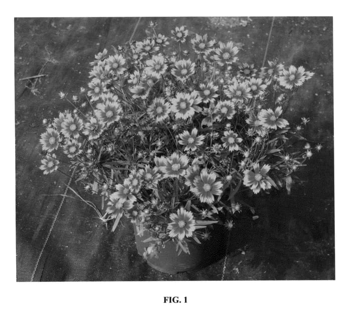 Figure 1 of US plant patent PP27138, the photograph of Daybreak printed in the patent.
