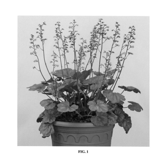 Figure 1 of US plant patent PP27139, the photograph of Apricot printed in the patent.