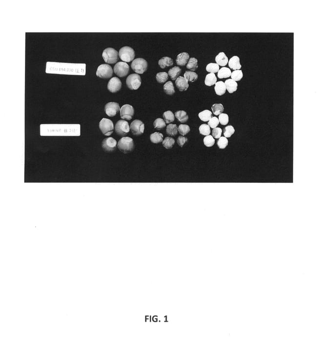 Figure 1 of US plant patent PP27141, the photograph of Wepster printed in the patent.
