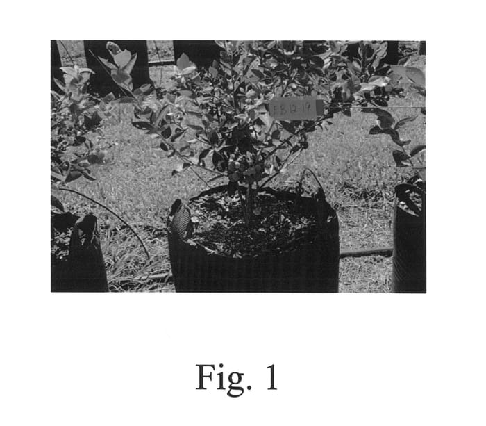 Figure 1 of US plant patent PP27142, the photograph of EB 12-19 printed in the patent.