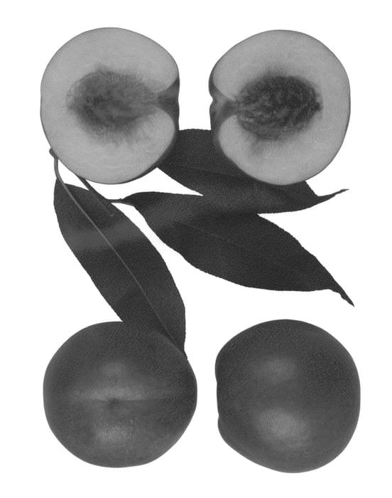 Figure 1 of US plant patent PP27143, the photograph of August Chief printed in the patent.