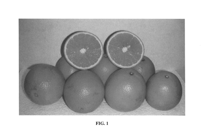 Figure 1 of US plant patent PP27144, the photograph of B9-65 printed in the patent.