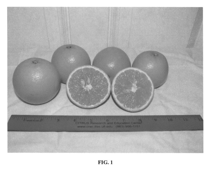 Figure 1 of US plant patent PP27145, the photograph of N13-32 printed in the patent.