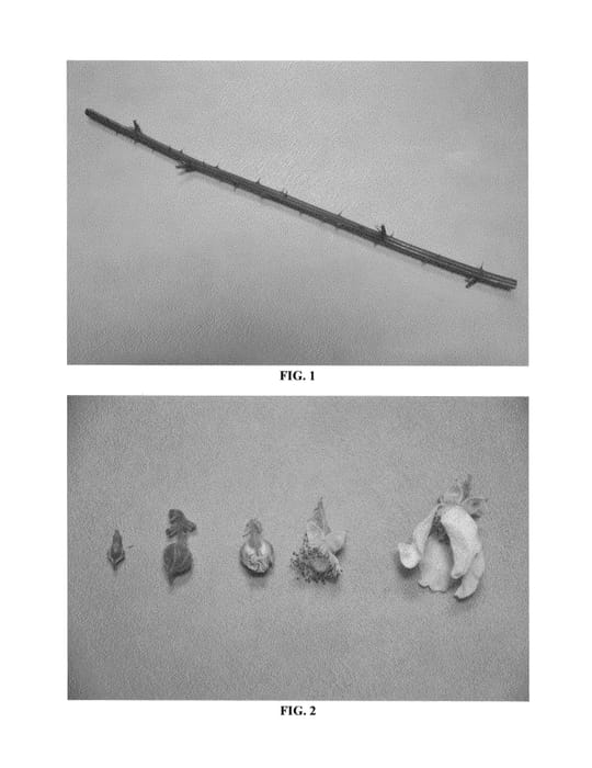 Figure 1 of US plant patent PP27146, the photograph of DrisBlackFourteen printed in the patent.