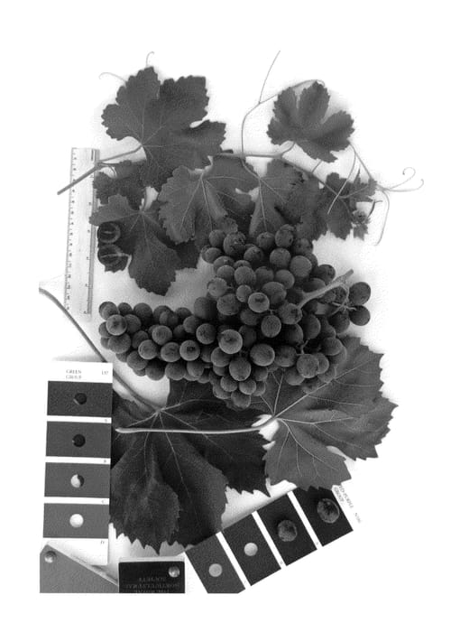 Figure 1 of US plant patent PP27147, the photograph of IFG Twenty-two printed in the patent.