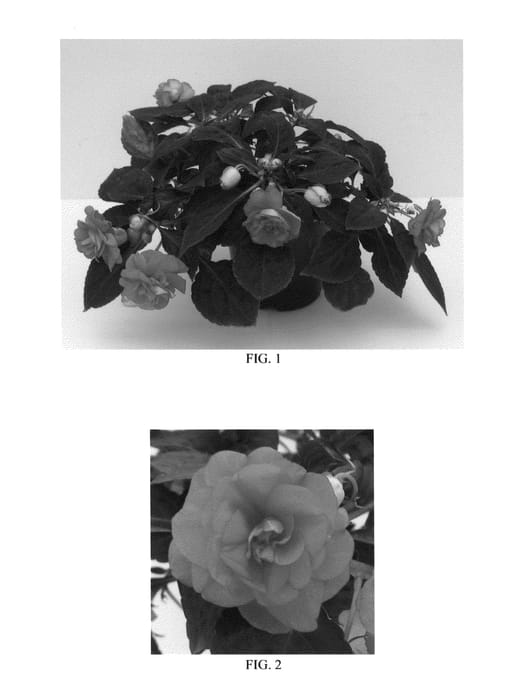 Figure 1 of US plant patent PP27148, the photograph of Balbonirose printed in the patent.