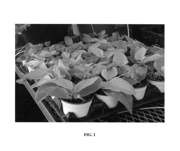 Figure 1 of US plant patent PP27149, the photograph of Canary Wing printed in the patent.