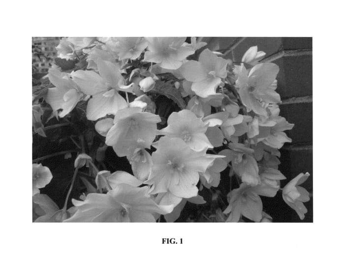 Figure 1 of US plant patent PP27150, the photograph of YASPYELL printed in the patent.