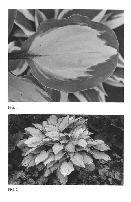Figure 1 of US plant patent PP27151, the photograph of Island Breeze printed in the patent.