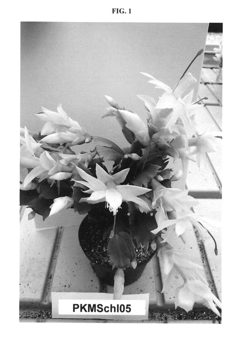 Figure 1 of US plant patent PP27152, the photograph of PKMSchl05 printed in the patent.