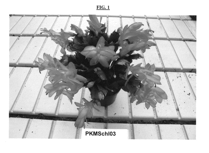 Figure 1 of US plant patent PP27153, the photograph of PKMSchl03 printed in the patent.