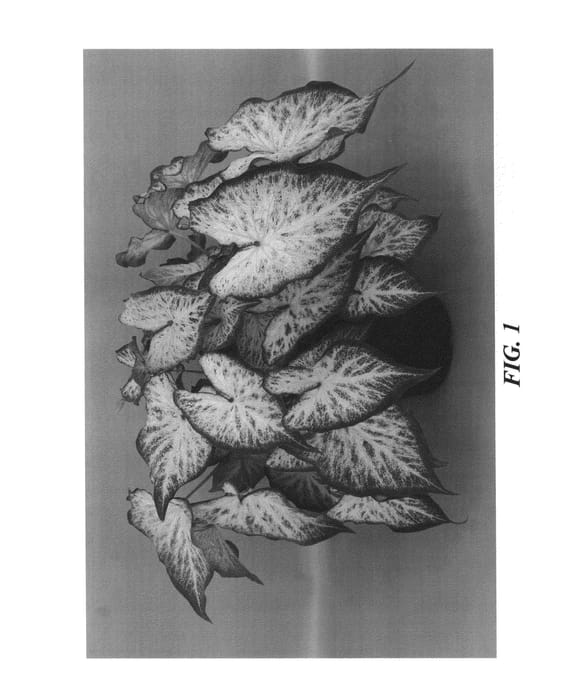 Figure 1 of US plant patent PP27154, the photograph of Cosmic Delight printed in the patent.