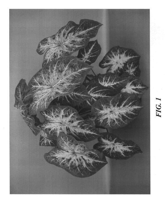Figure 1 of US plant patent PP27155, the photograph of Hearts Desire printed in the patent.