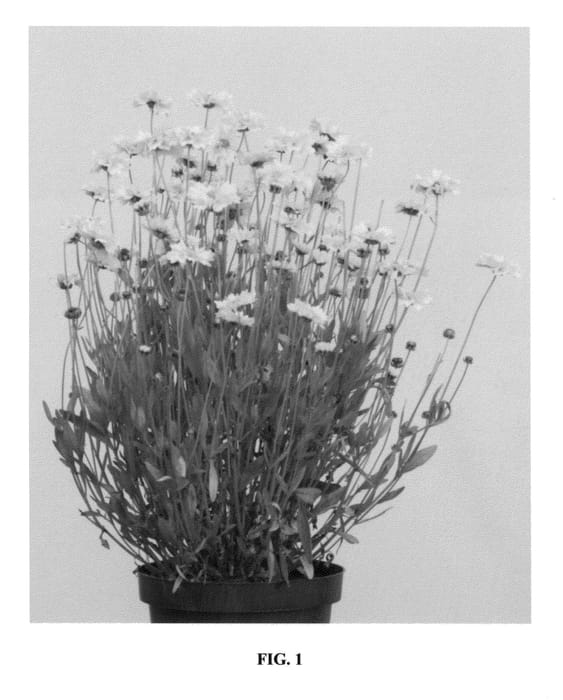 Figure 1 of US plant patent PP27156, the photograph of Solar Dance printed in the patent.