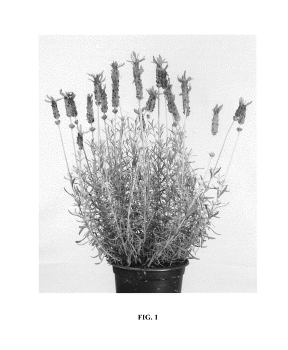 Figure 1 of US plant patent PP27157, the photograph of LOWI2010-05 printed in the patent.