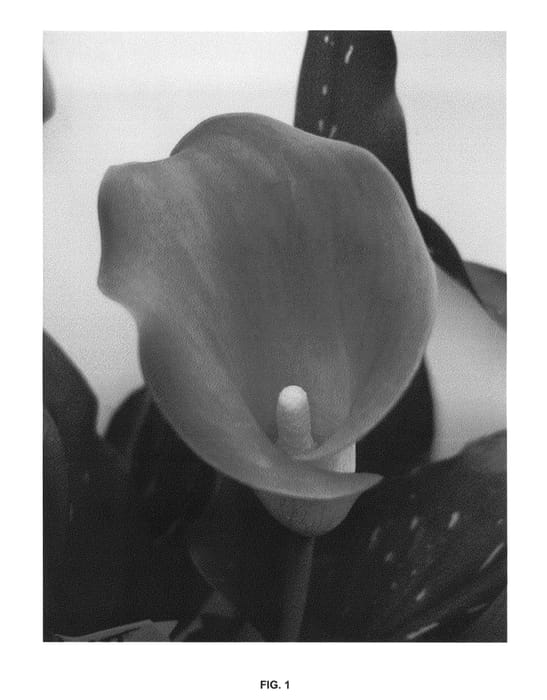 Figure 1 of US plant patent PP27158, the photograph of Cardinal BLZ printed in the patent.