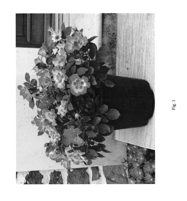 Figure 1 of US plant patent PP27159, the photograph of IntRos01 printed in the patent.