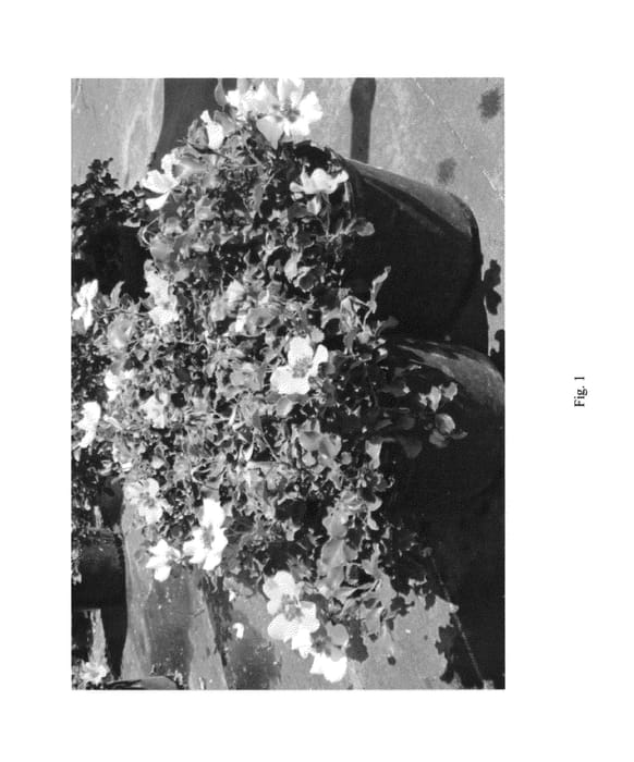 Figure 1 of US plant patent PP27160, the photograph of IntRos04 printed in the patent.