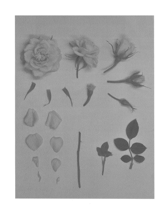 Figure 1 of US plant patent PP27161, the photograph of KORpot063 printed in the patent.