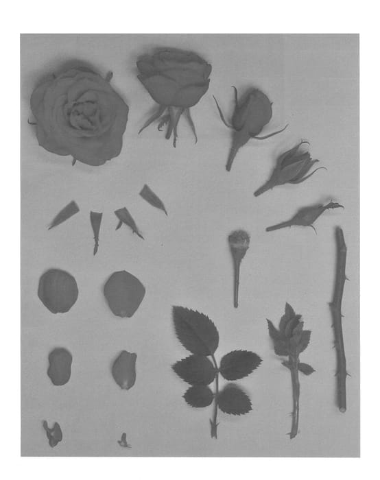 Figure 1 of US plant patent PP27162, the photograph of KORpot050 printed in the patent.