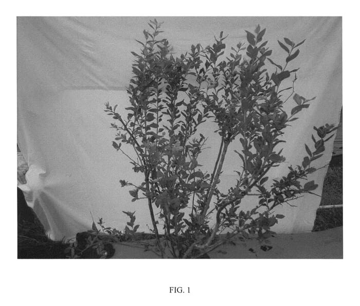Figure 1 of US plant patent PP27163, the photograph of Ridley 4514 printed in the patent.