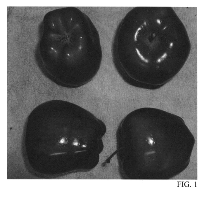Figure 1 of US plant patent PP27164, the photograph of Westfresh printed in the patent.