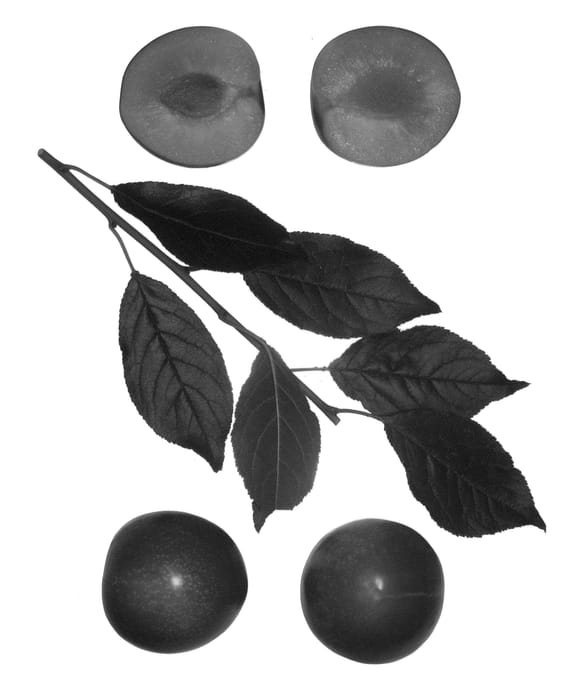 Figure 1 of US plant patent PP27165, the photograph of Sweet Pixie 3 printed in the patent.
