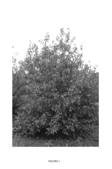 Figure 1 of US plant patent PP27166, the photograph of NJA152 printed in the patent.