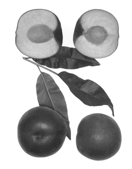 Figure 1 of US plant patent PP27167, the photograph of Krista printed in the patent.