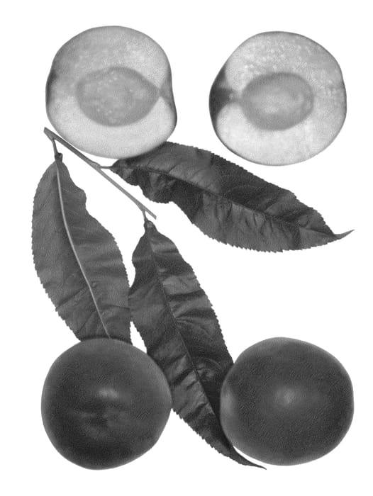 Figure 1 of US plant patent PP27168, the photograph of Mazee printed in the patent.