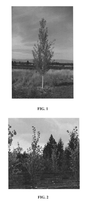 Figure 1 of US plant patent PP27169, the photograph of KMN01 printed in the patent.