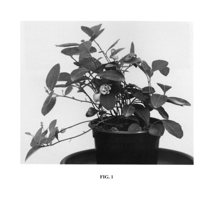 Figure 1 of US plant patent PP27170, the photograph of SPECGP11 printed in the patent.
