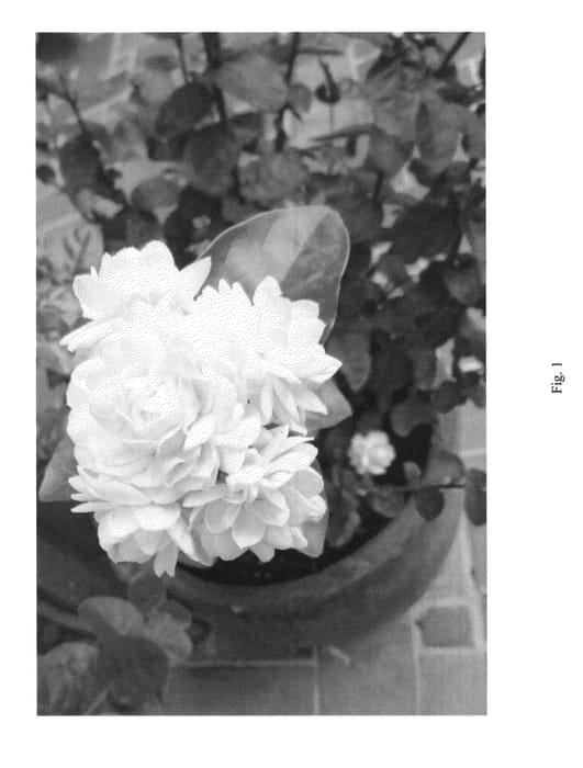 Figure 1 of US plant patent PP27171, the photograph of MonHariklia printed in the patent.
