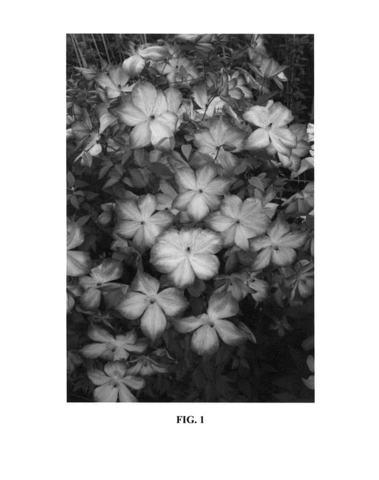 Figure 1 of US plant patent PP27172, the photograph of Zo09113 printed in the patent.