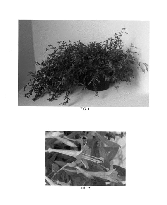 Figure 1 of US plant patent PP27173, the photograph of Diamondback printed in the patent.