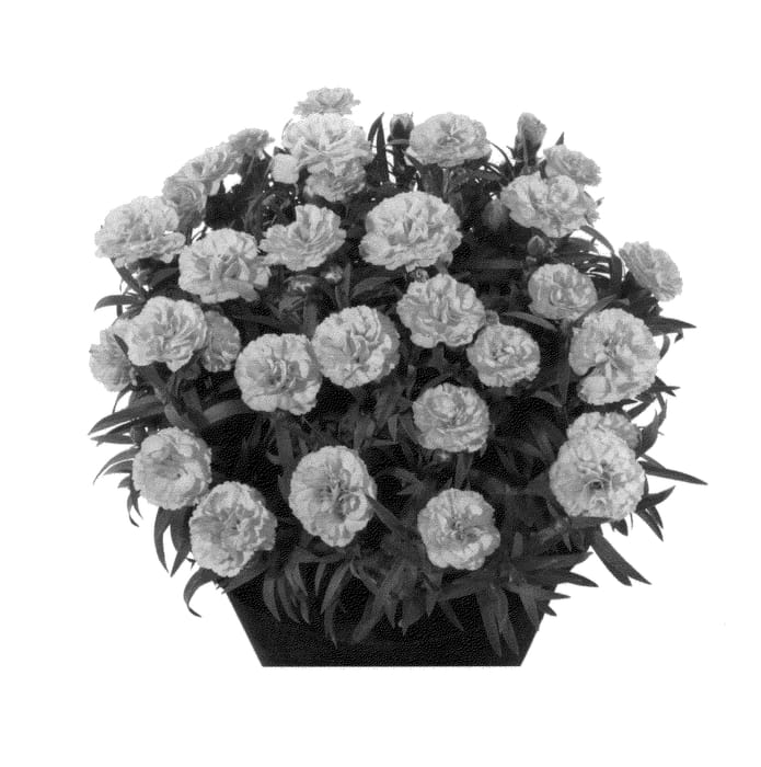 Figure 1 of US plant patent PP27174, the photograph of Hilluigi printed in the patent.
