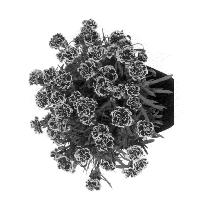 Figure 1 of US plant patent PP27175, the photograph of Hilprot printed in the patent.