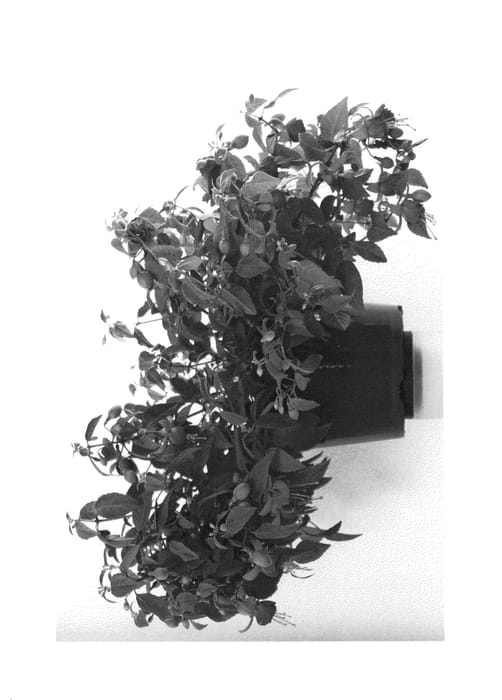 Figure 1 of US plant patent PP27176, the photograph of FWURB19-0 printed in the patent.