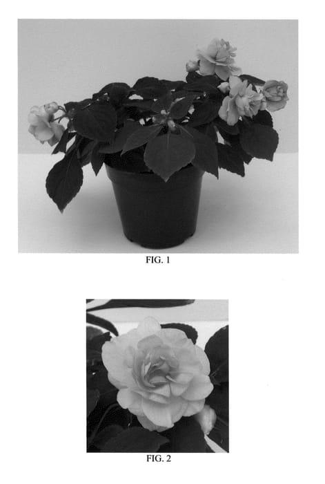 Figure 1 of US plant patent PP27177, the photograph of Balbonipink printed in the patent.