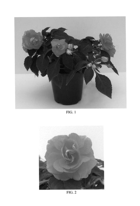 Figure 1 of US plant patent PP27178, the photograph of Balbonisal printed in the patent.