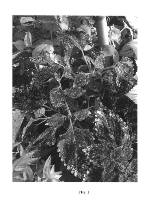 Figure 1 of US plant patent PP27179, the photograph of Monkey Island printed in the patent.