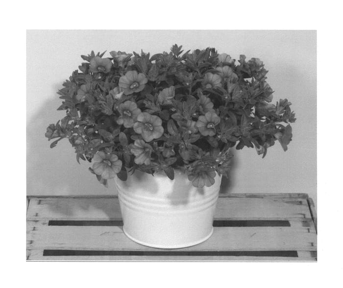 Figure 1 of US plant patent PP27180, the photograph of KLECA13251 printed in the patent.