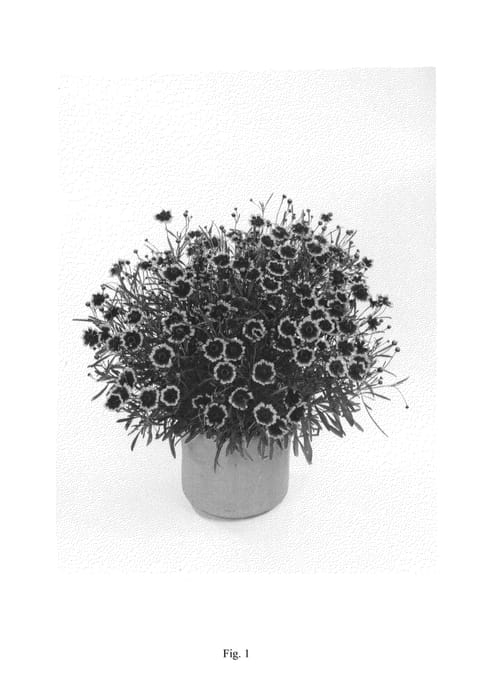 Figure 1 of US plant patent PP27181, the photograph of DCOREO202 printed in the patent.