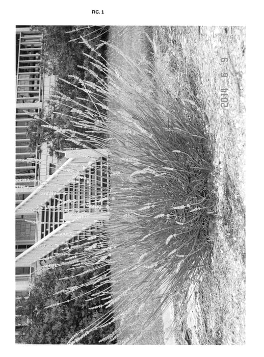 Figure 1 of US plant patent PP27182, the photograph of Bridget Chloe printed in the patent.