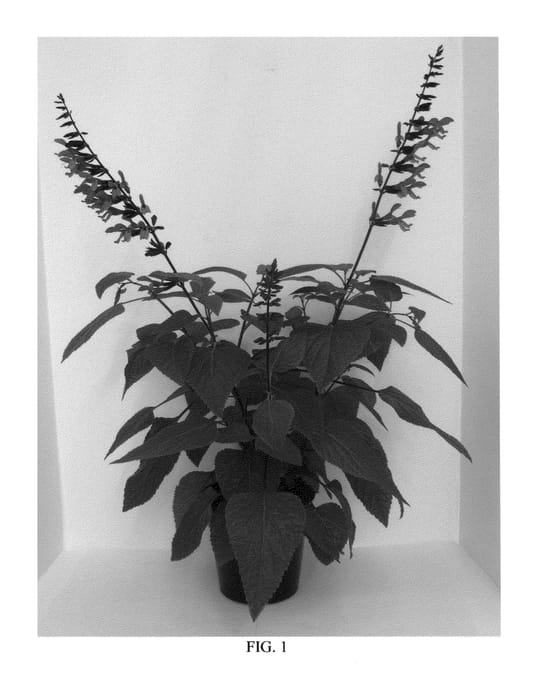 Figure 1 of US plant patent PP27183, the photograph of Black and Bloom printed in the patent.