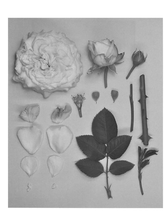 Figure 1 of US plant patent PP27184, the photograph of KORglojaka printed in the patent.